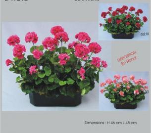 Geraniums